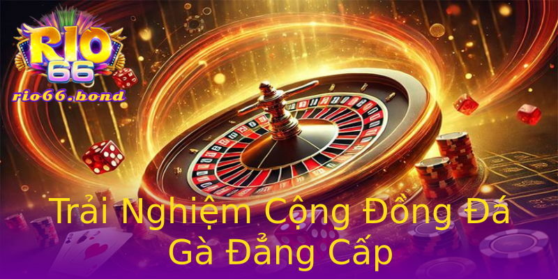Trải Nghiệm Cộng Đồng Đá Gà Đẳng Cấp Trải Nghiệm Cộng Đồng Đá Gà Đẳng Cấp